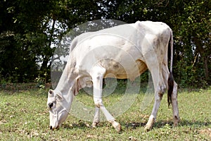 A cow is eating grass in the field