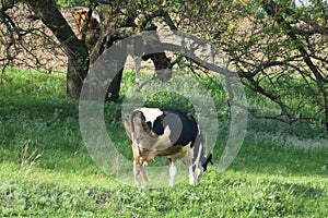 Cow eating grass on the field