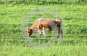 Cow eating grass on the field