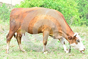 A cow grazing in the medow.