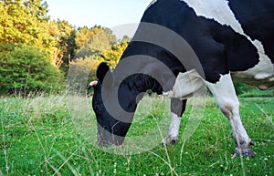 Cow eating grass on a green summer meadow, cows in a pasture.