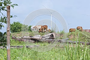 Cow eating grass in the meadow.