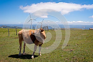 Cow eating grass in the meadow. On background the wind turbines