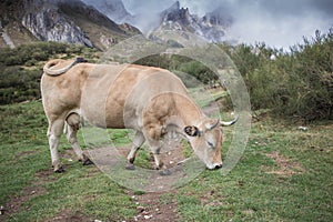 A cow in the Asturies photo