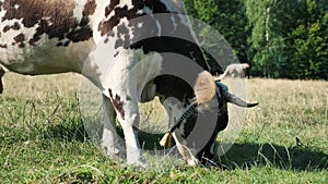 Cow eating grass on the pasture