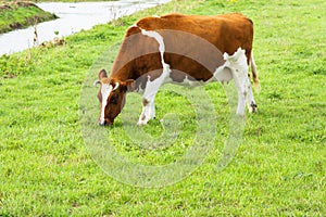 Cow eating grass in a pasture