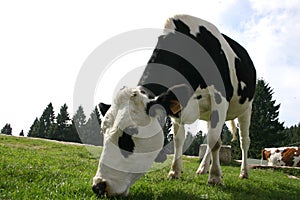 Cow eating grass - pasture