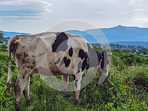 Cow eating grass and poppies flowers in a spring morning