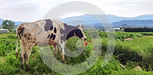 Cow eating grass and poppies flowers in a spring morning