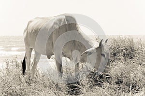 Cow eating grass on the sandy seashore