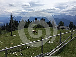 Cow eating grass on top of a mountian