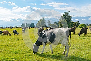 Cow eating green glass, New Zealand