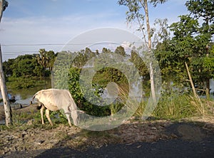A COW EATING GRESS IN OPEN LAND IN FRONT TRESS