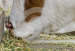 Cow eating hay