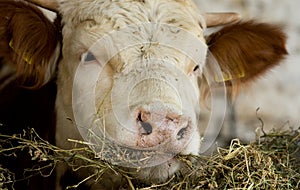 Cow eating hay