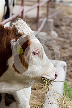 Cow eating hay
