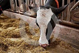 Cow eating hay in cowshed on dairy farm