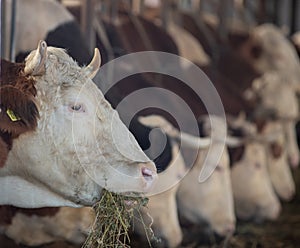 Cow eating hay in stable