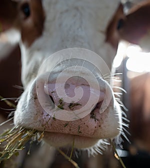 Cow eating lucerne in stable