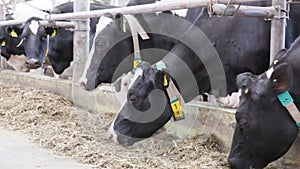 Cow eating mixed fodder and silage feeders