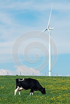 Cow eating near a windturbine