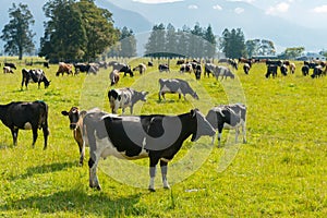 Cow eating over green glass