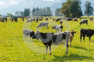 Cow eating over green glass