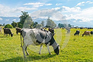 Cow eating over green glass with mountain background
