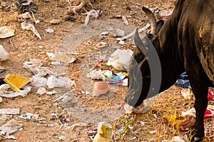 Cow eating plastic and garbage in india