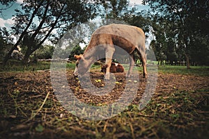 a cow eats apples lying on the ground