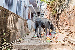 Cow eats a garbage in a narrow alley in Varanasi, Ind