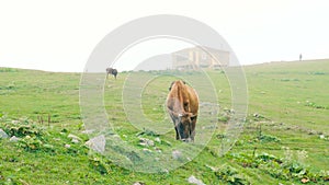 A cow eats grass high in the mountains of Georgia. Alpine cow in the meadow