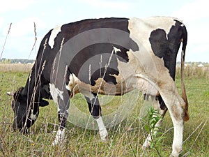 A cow eats grass on a pasture