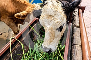 Cow eats green grass in farm