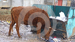 A cow eats household waste at an open garbage can.