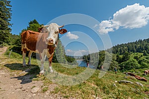 Cow at the edge of a path in the mountains