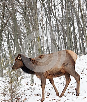Cow elk