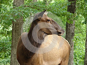 Cow elk