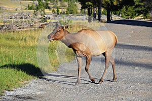 Cow Elk