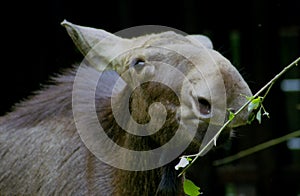 Cow elk