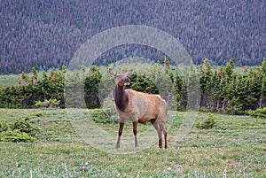 Cow Elk along the Ute Trail in Rocky Mountain National Park.