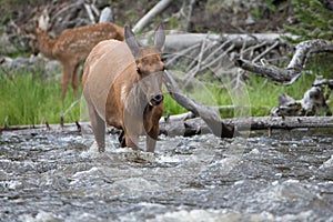 Cow elk attempting to cross river