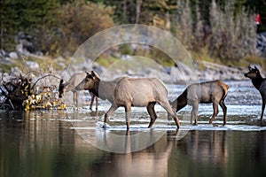 Cow elk and calves cross rage Bow River