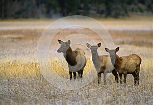 Cow Elk and Calves in Meadow