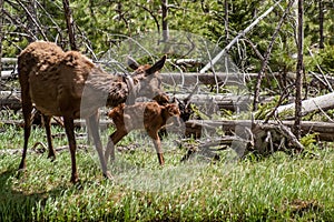 Cow Elk Caring for Baby Elk