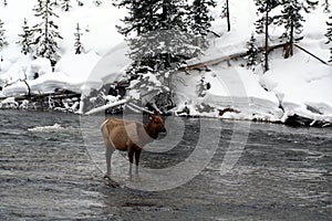 Cow elk in the cold snowy river