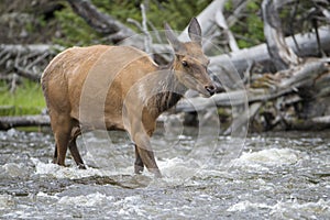 Cow elk crossing river