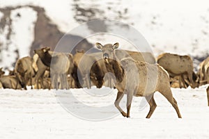 Cow elk in deep snow in winter on National Elk Refuge