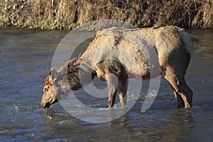 Cow Elk Drinking in Stream