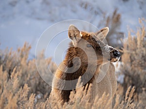 Cow Elk Facing the Camera with Dried Grass in Foreground